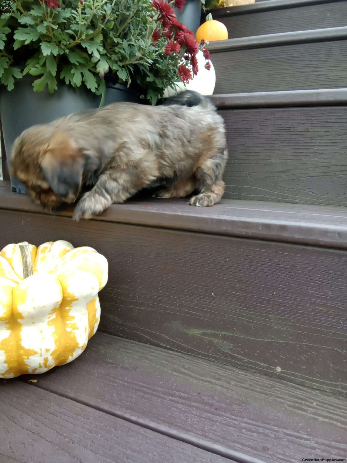 Missy (Shorkie, Female) in Canajoharie, NY