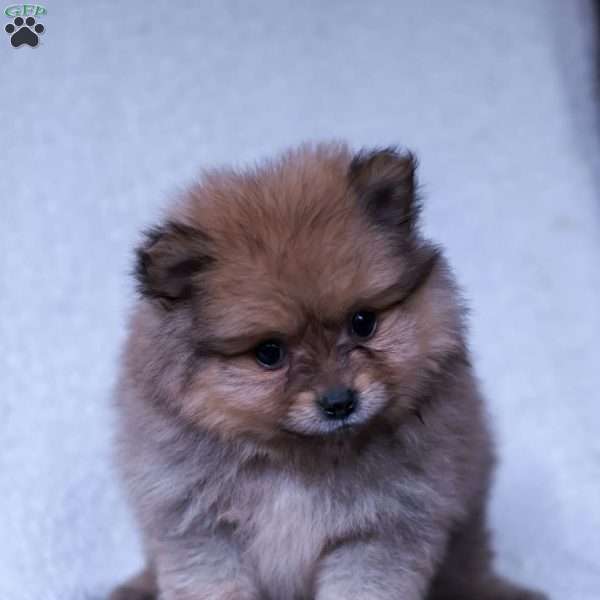 Rusty, Pomeranian Puppy