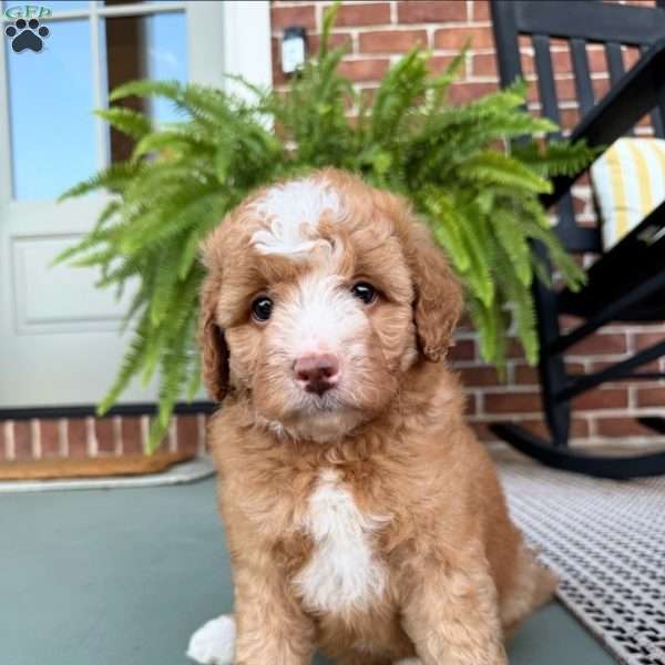 Capri, Mini Bernedoodle Puppy