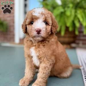 Capri, Mini Bernedoodle Puppy