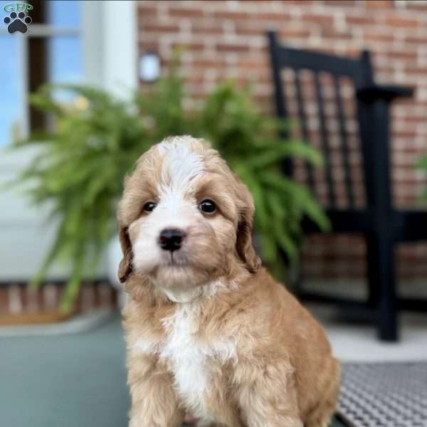 George, Mini Bernedoodle Puppy
