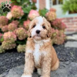 George, Mini Bernedoodle Puppy