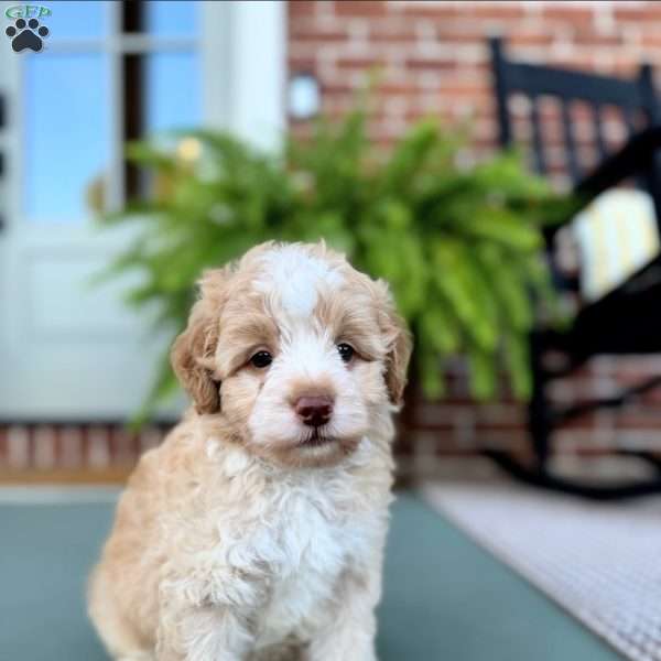 Forest, Mini Bernedoodle Puppy
