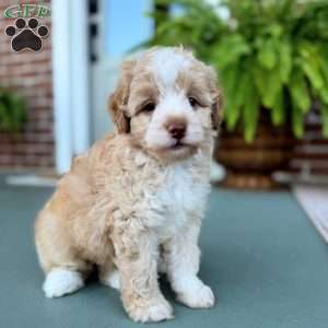 Forest, Mini Bernedoodle Puppy