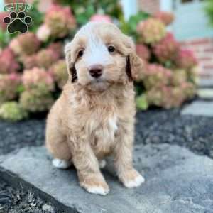 Pibble, Mini Bernedoodle Puppy