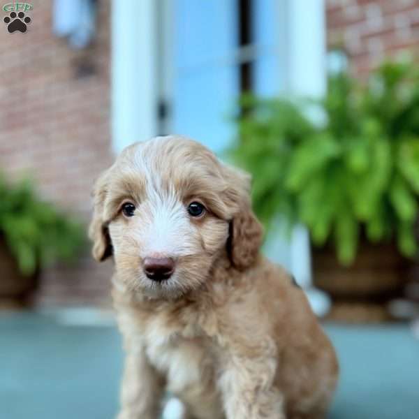 Pibble, Mini Bernedoodle Puppy