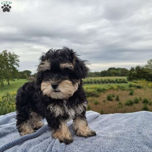 Conner, Schnoodle Puppy