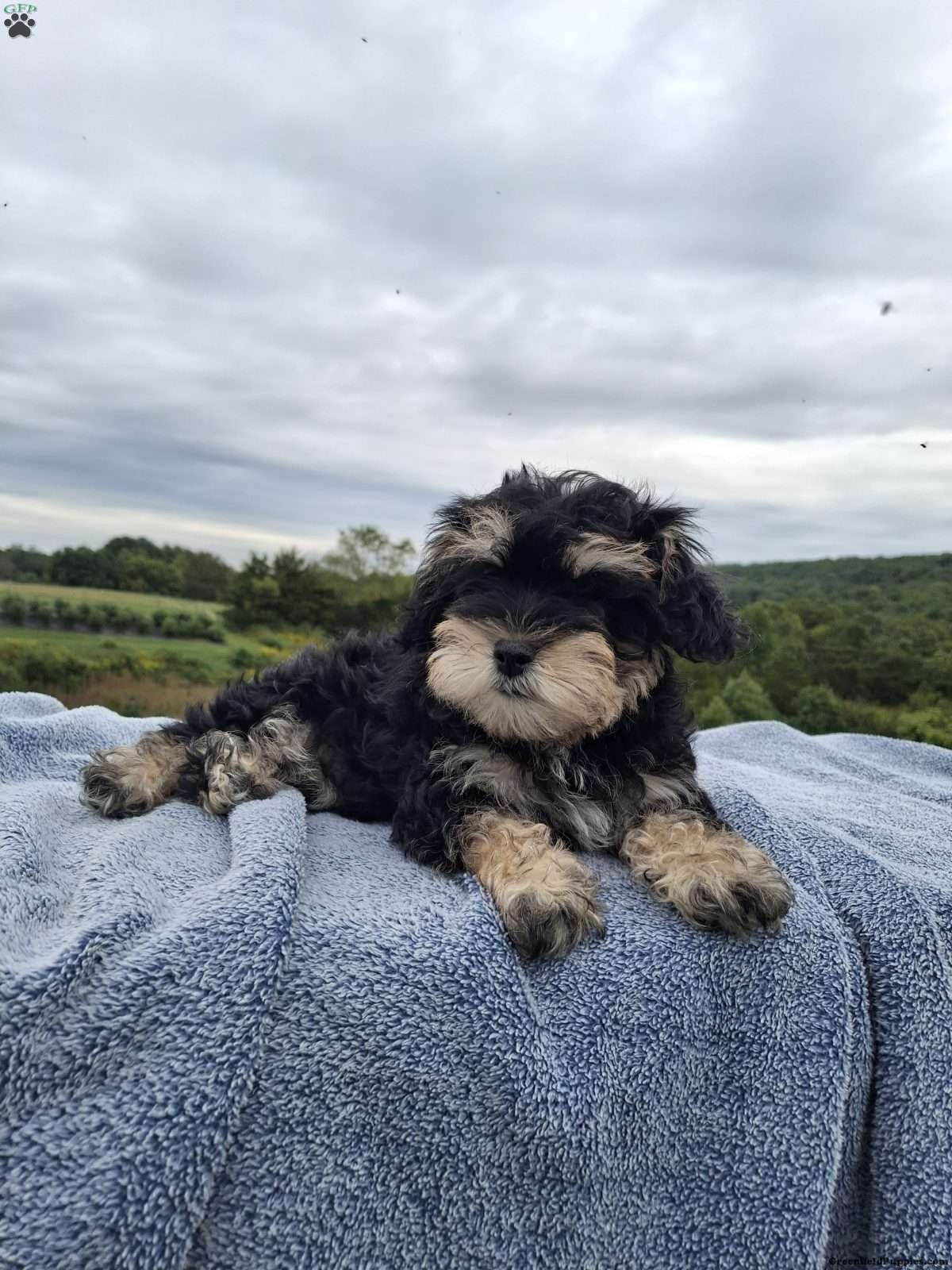 Conner (Schnoodle, Male) in Millerstown, PA