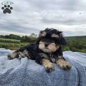 Conner, Schnoodle Puppy