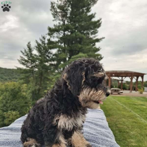 Roger, Schnoodle Puppy