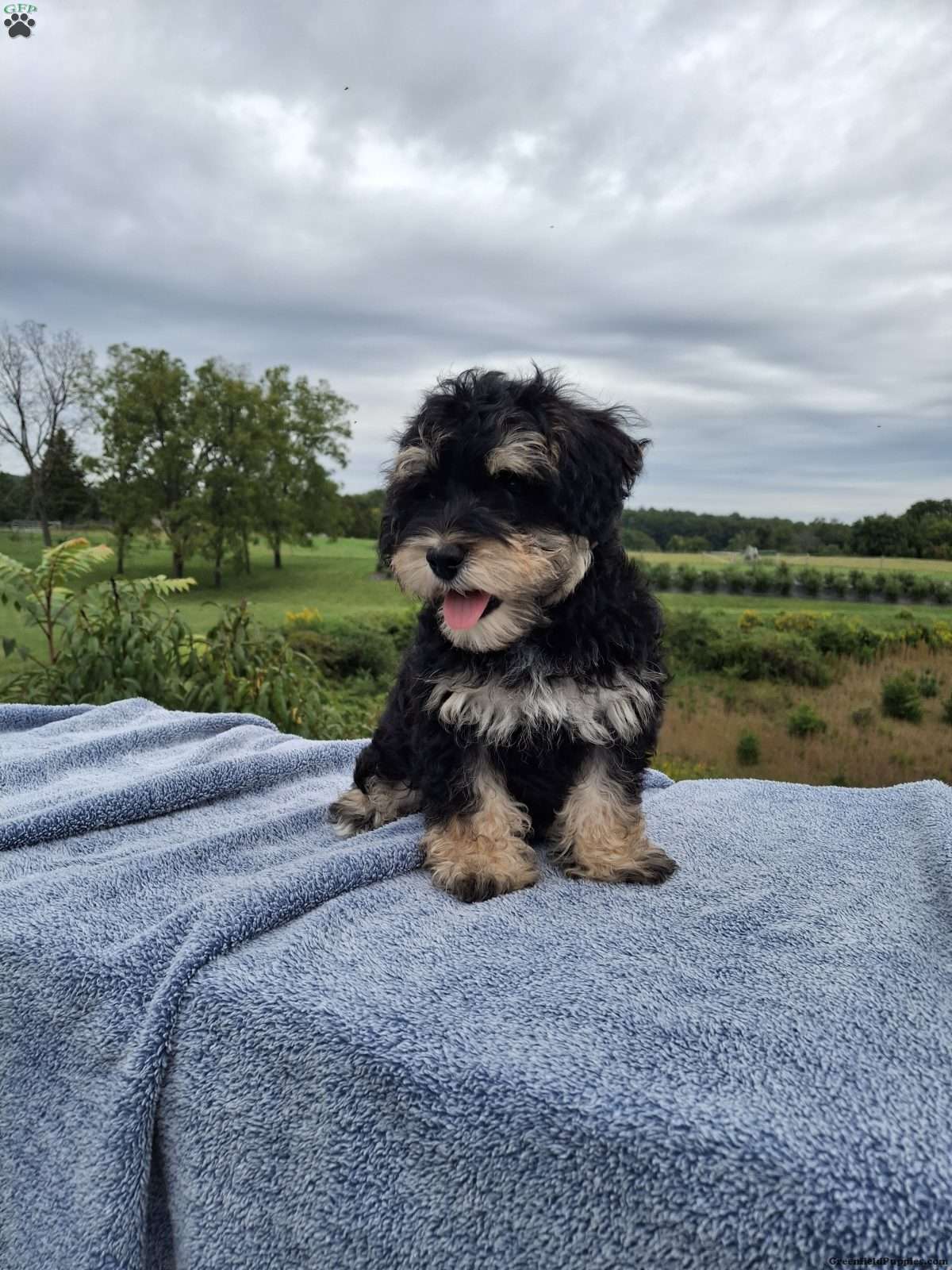Roger (Schnoodle, Male) in Millerstown, PA