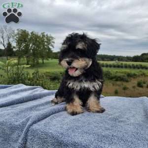Roger, Schnoodle Puppy