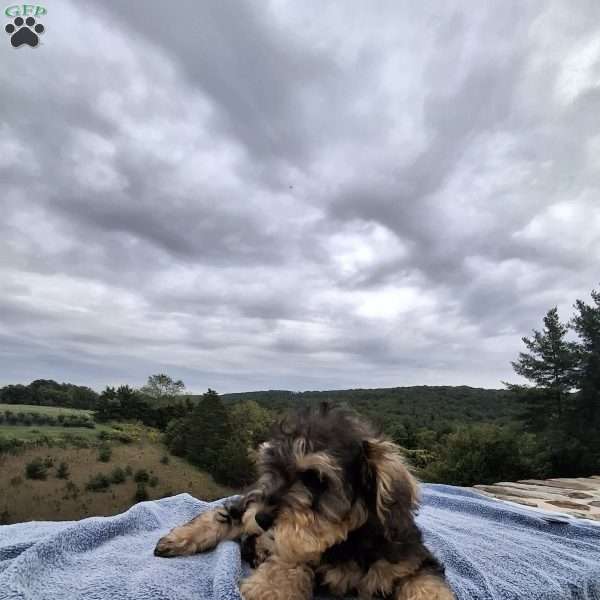 Watson, Schnoodle Puppy