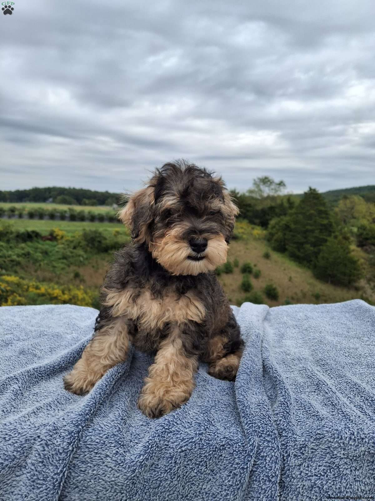 Watson (Schnoodle, Male) in Millerstown, PA