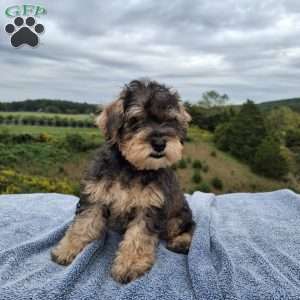 Watson, Schnoodle Puppy