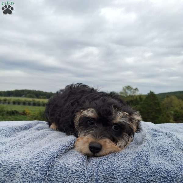 Macy, Schnoodle Puppy