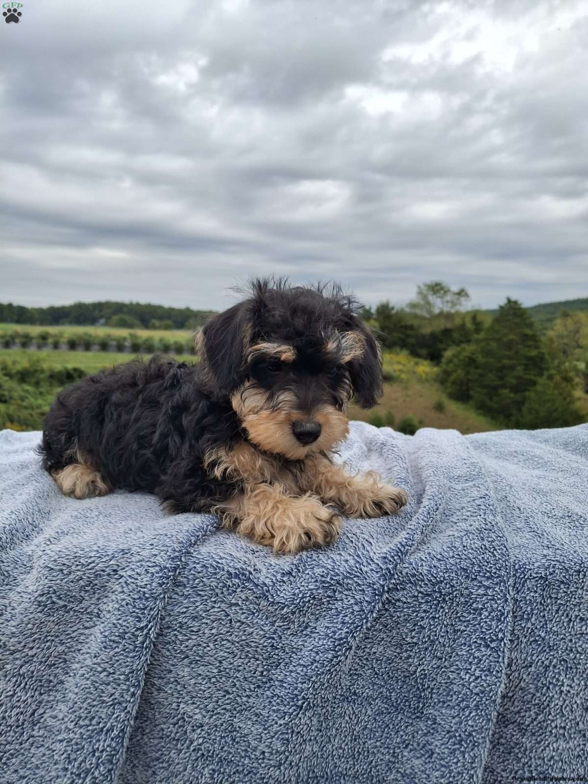 Macy (Schnoodle, Female) in Millerstown, PA