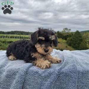 Macy, Schnoodle Puppy