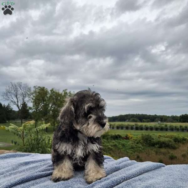 Willow, Schnoodle Puppy