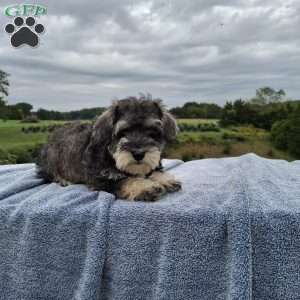 Willow, Schnoodle Puppy