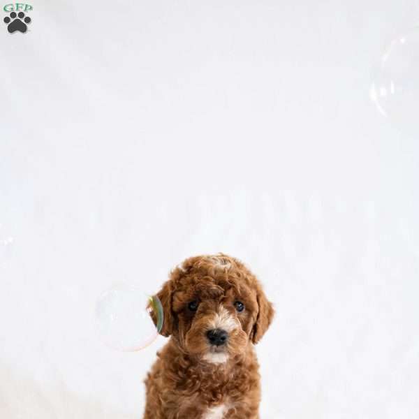 Rosie, Miniature Poodle Puppy
