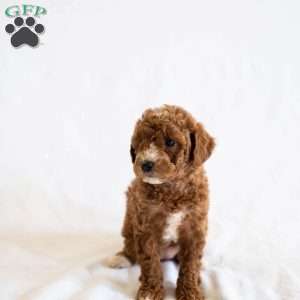 Rosie, Miniature Poodle Puppy