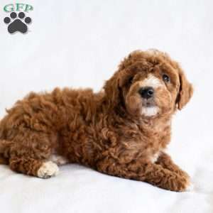 Rosie, Miniature Poodle Puppy