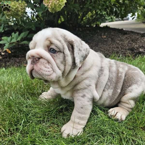 River, English Bulldog Puppy