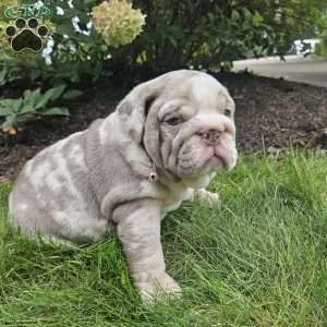 River, English Bulldog Puppy
