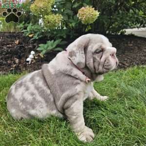 River, English Bulldog Puppy