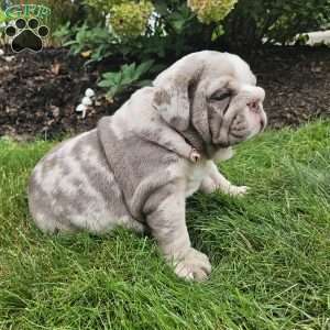River, English Bulldog Puppy