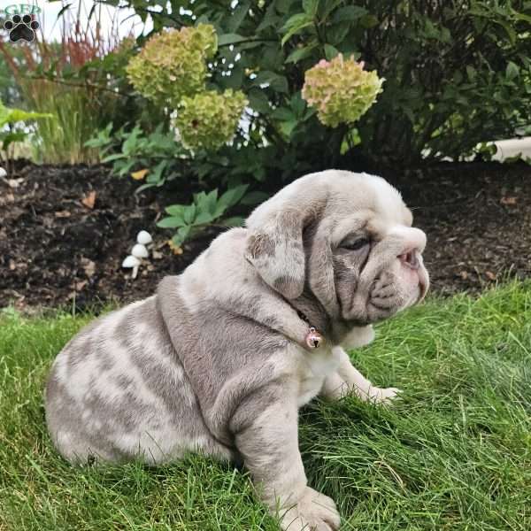 River, English Bulldog Puppy