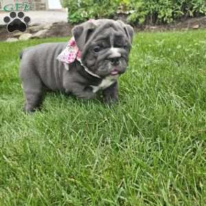 Rory, English Bulldog Puppy