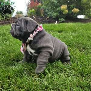 Rory, English Bulldog Puppy