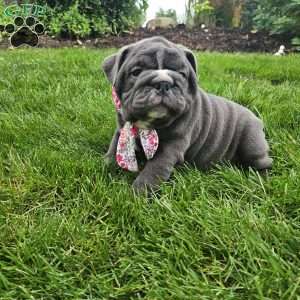 Rory, English Bulldog Puppy