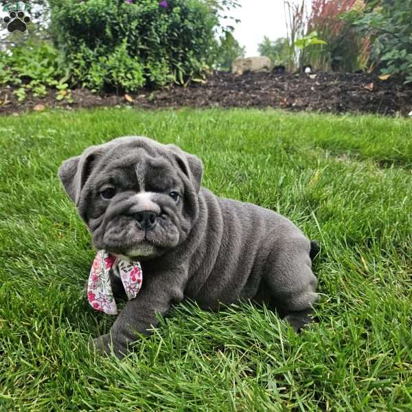 Rory, English Bulldog Puppy