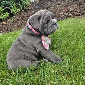 Rory, English Bulldog Puppy