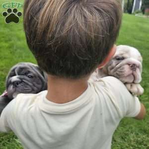 Rory, English Bulldog Puppy