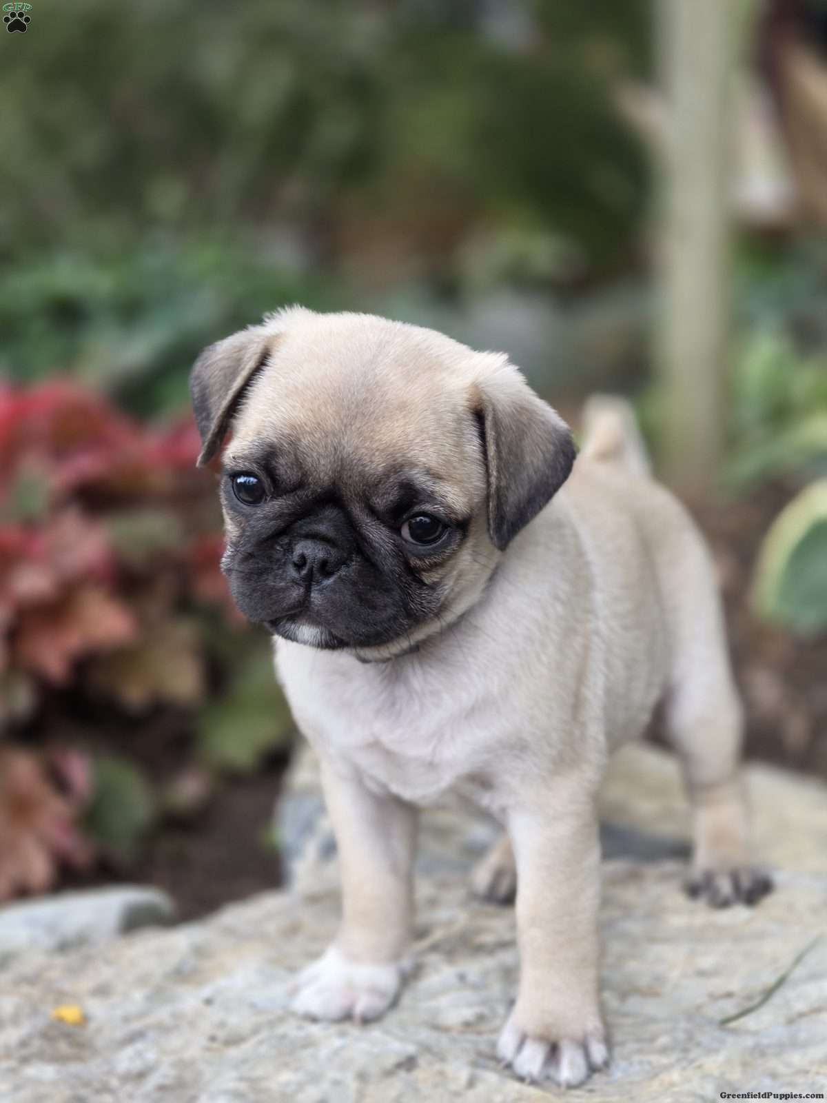 Max