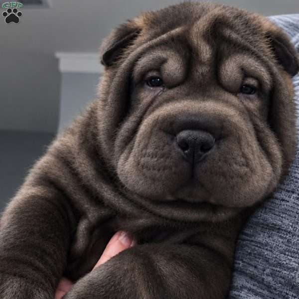Monkey, Shar Pei Puppy