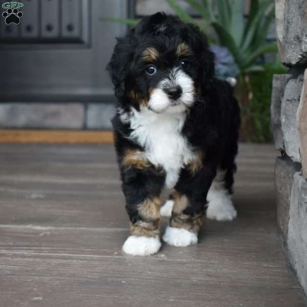 Autumn f1b, Mini Bernedoodle Puppy
