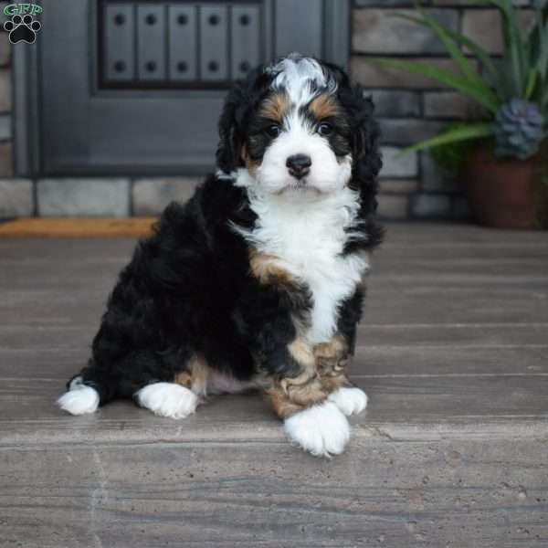Axel f1b, Mini Bernedoodle Puppy