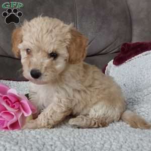 Rose, Toy Poodle Mix Puppy