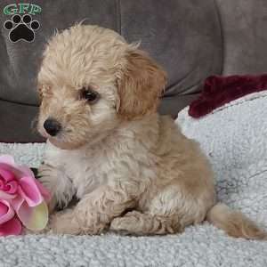 Rose, Toy Poodle Mix Puppy