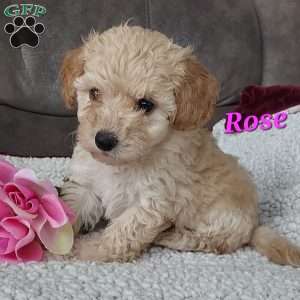 Rose, Toy Poodle Mix Puppy