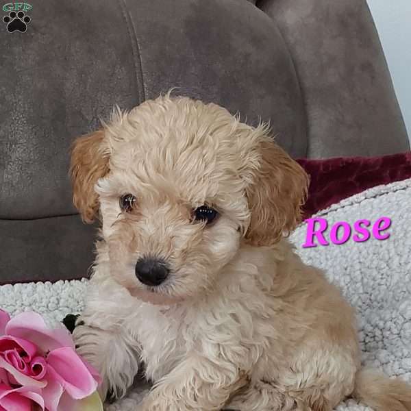 Rose, Toy Poodle Mix Puppy