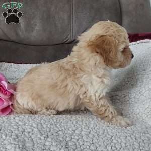 Rose, Toy Poodle Mix Puppy