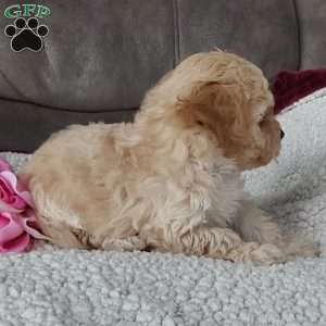 Rose, Toy Poodle Mix Puppy