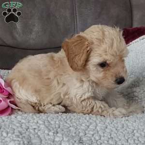 Rose, Toy Poodle Mix Puppy