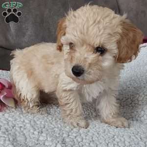 Rose, Toy Poodle Mix Puppy
